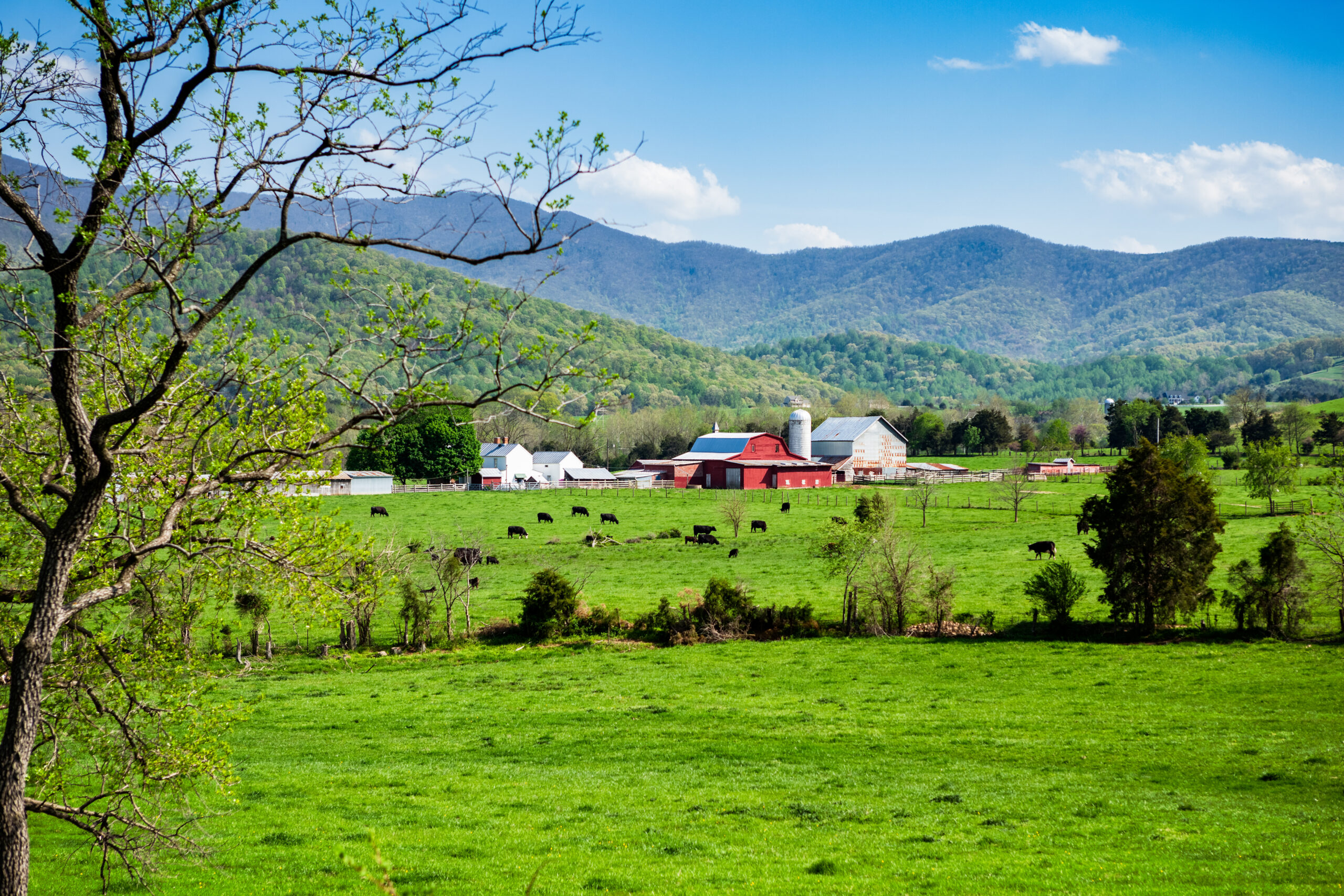 Farmland with cattle in rural Luray Virginia in the mountains